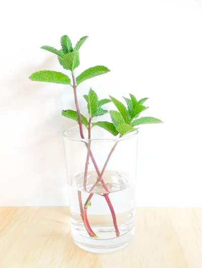 薄荷盆栽水养,薄荷水培和土养哪个容易存活