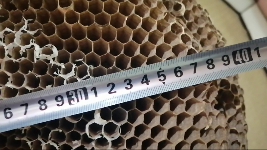 野生马蜂窝一般有多大,野生最大的马蜂窝是多大