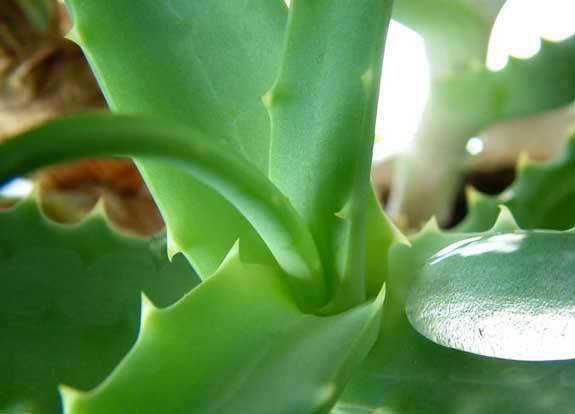 芦荟养殖方法怎么修剪,芦荟的叶子冻伤了需不需要修剪