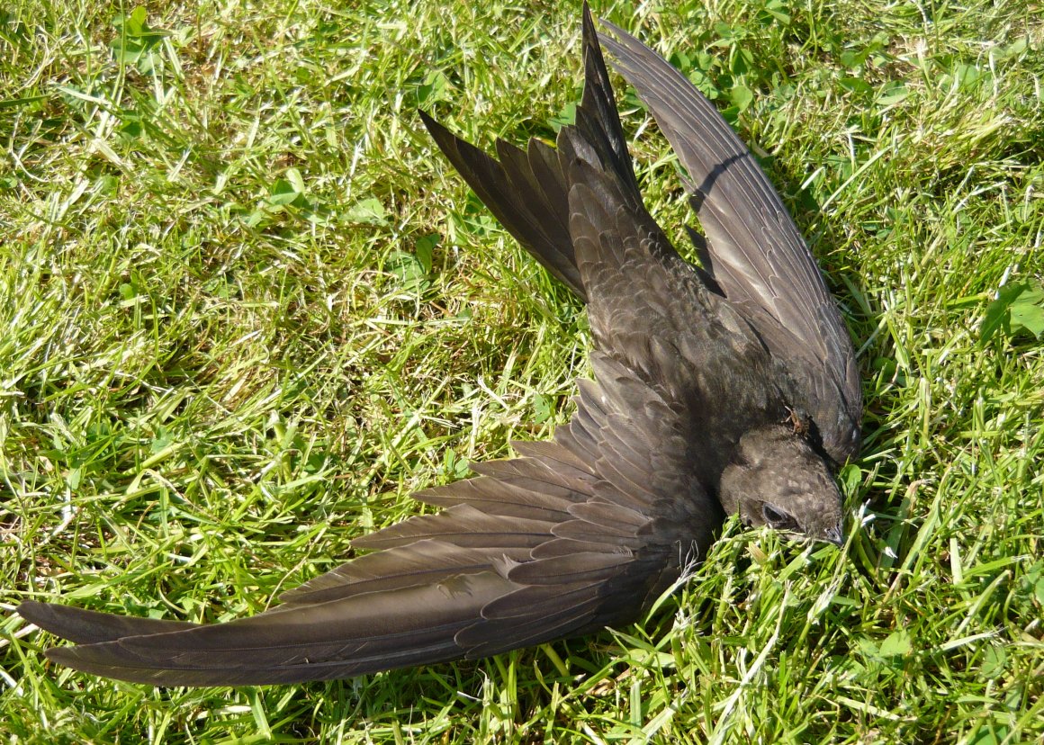 雨燕最快飞行速度,每天飞行4000公里
