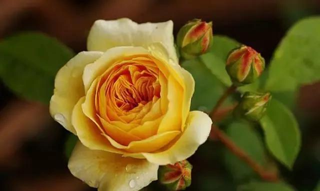 玫瑰有几种品种图片及名称,玫瑰品种分类名称及图片介绍