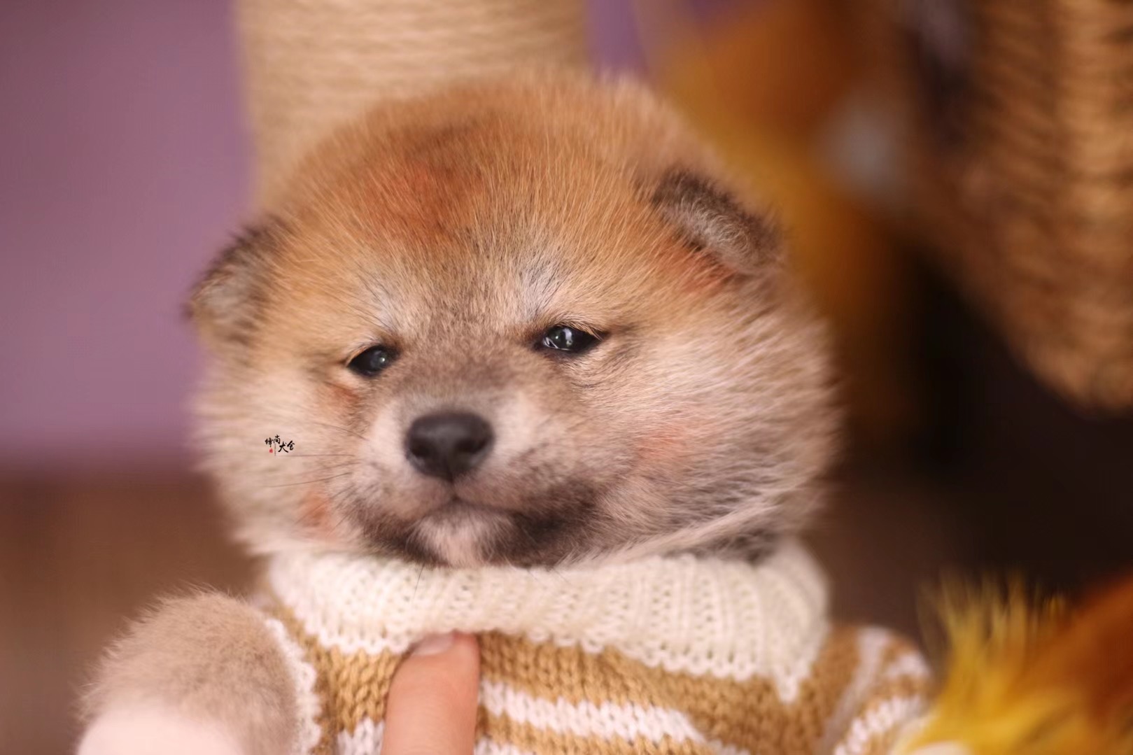 哪里买柴犬最靠谱柴犬价格大揭秘,柴犬价位湖南