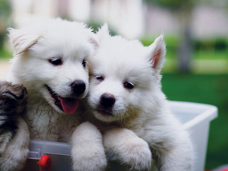 狗狗消化不良如何帮它揉肚子,狗狗消化不良怎么办最快最有效