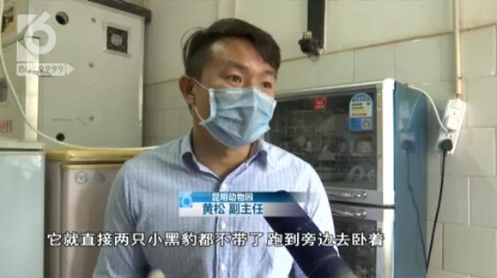 跨越种族的母爱小狗和小猫,跨越种族的母爱狗狗救小猫