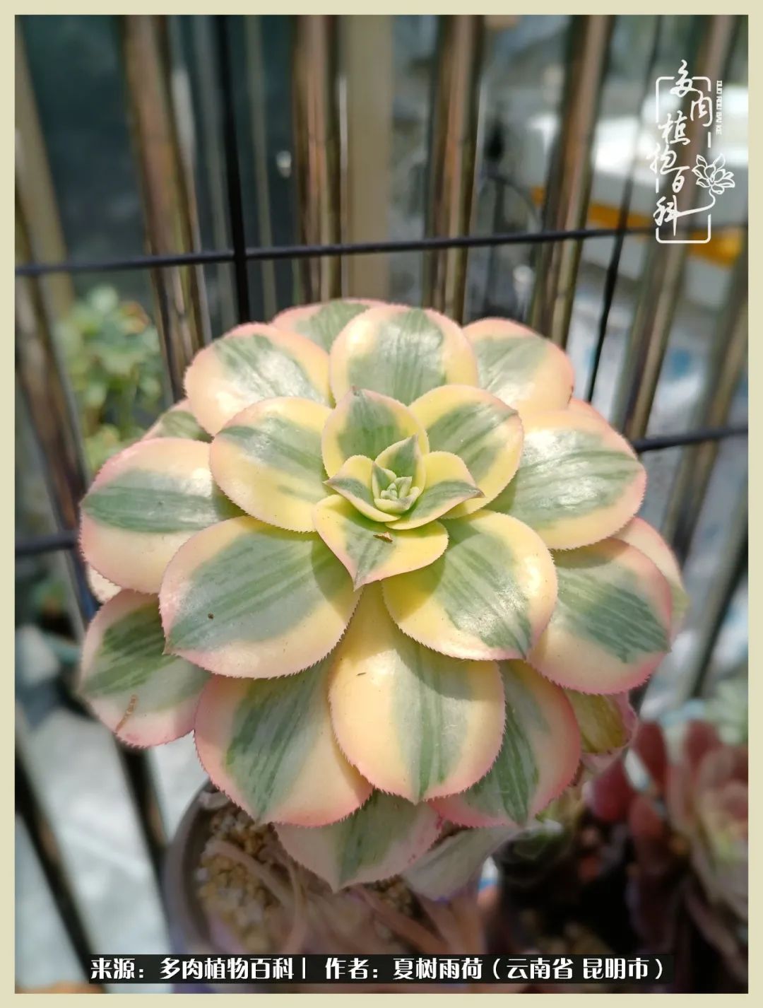 自从养了多肉有了窗台想要个阳台,养多肉10年多