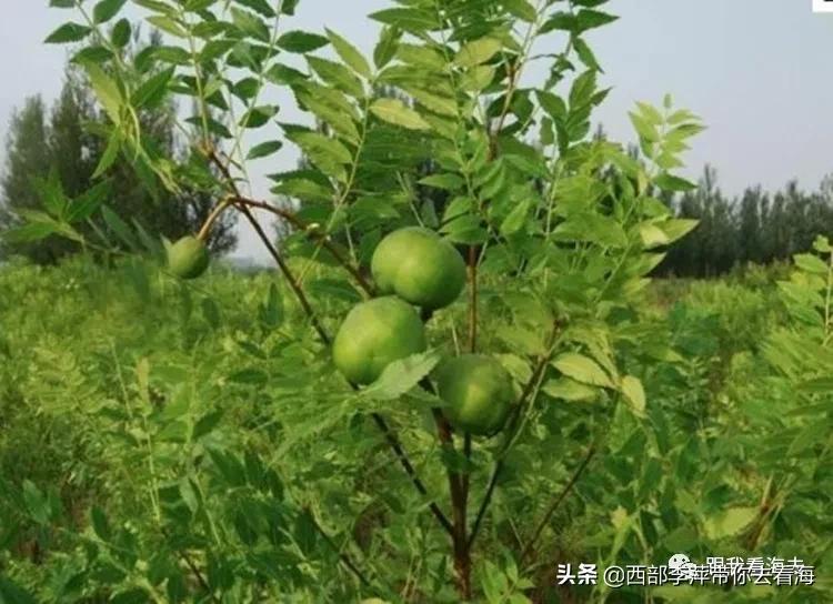 李萍文字：康乐木瓜