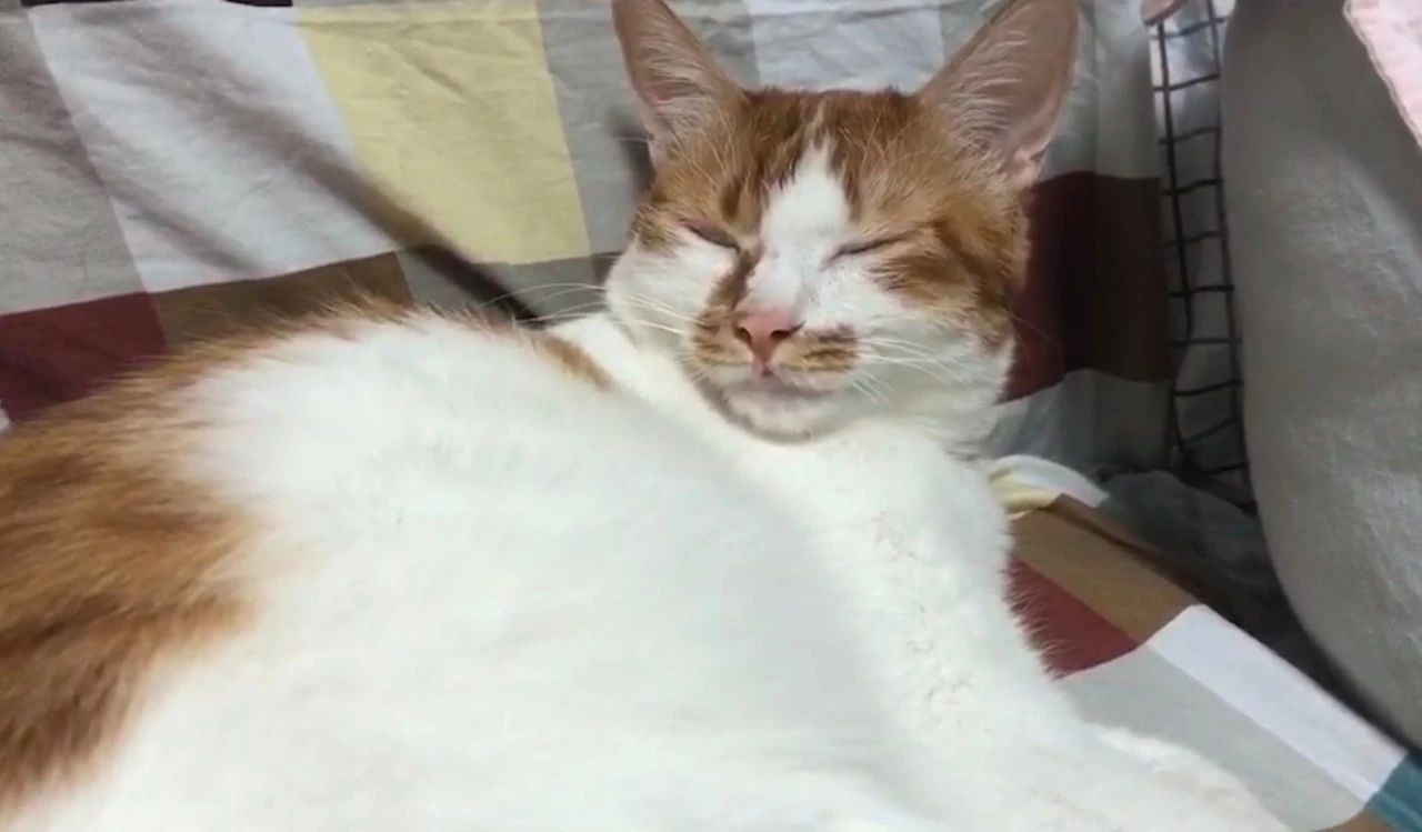 为什么不建议给猫吃廉价猫粮,猫咪现在还能吃的进口粮