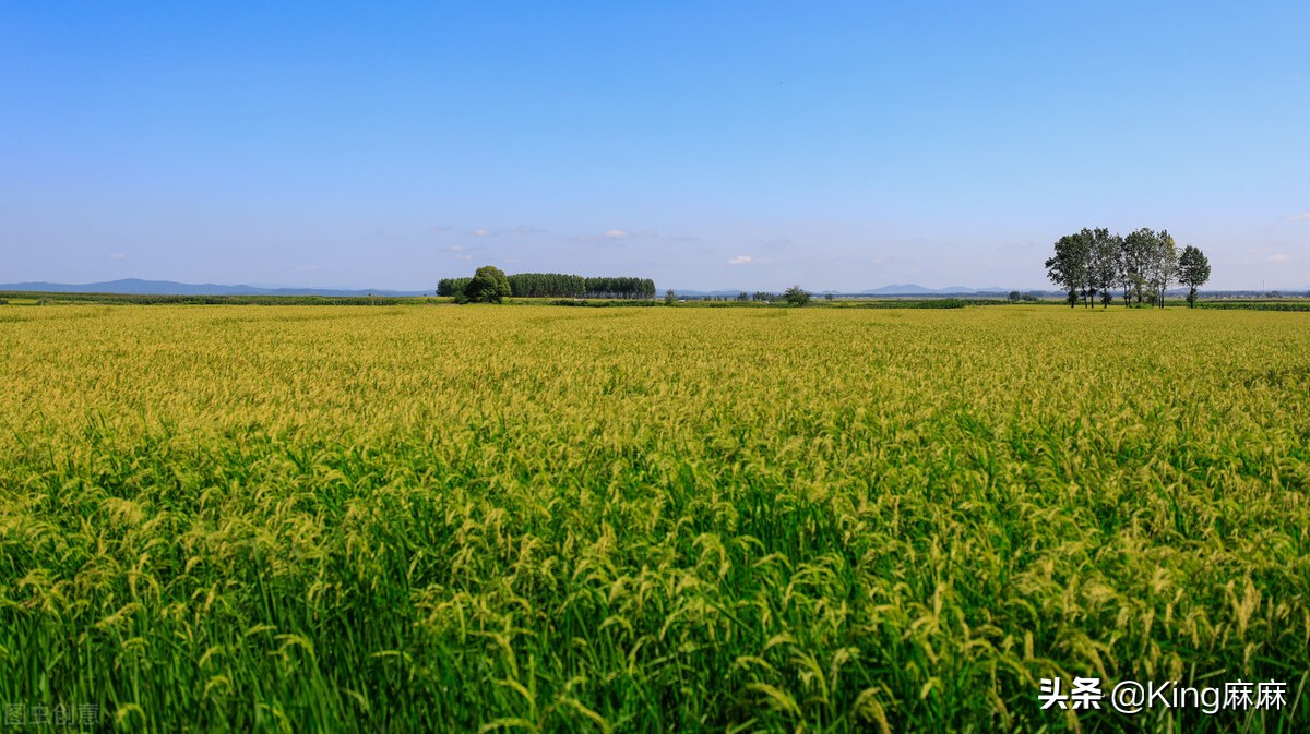 买大米认准哪几个品牌,好品质精选大米