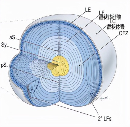 年纪大了眼睛模糊用什么,年龄大眼睛看东西模糊怎么办