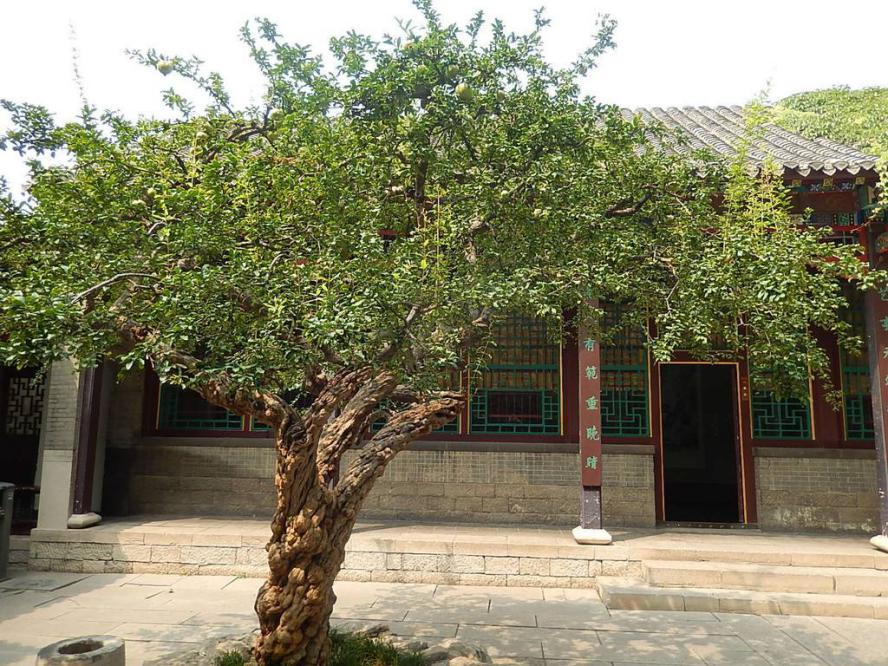 红火与吉祥，石榴在世界文化中占有一席之地