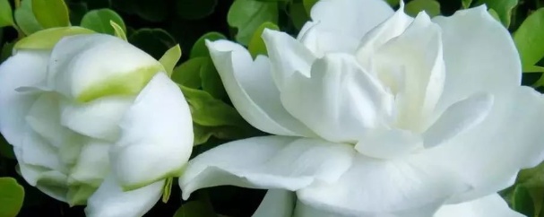 栀子花叶黄怎么办视频,栀子花用什么肥料最好