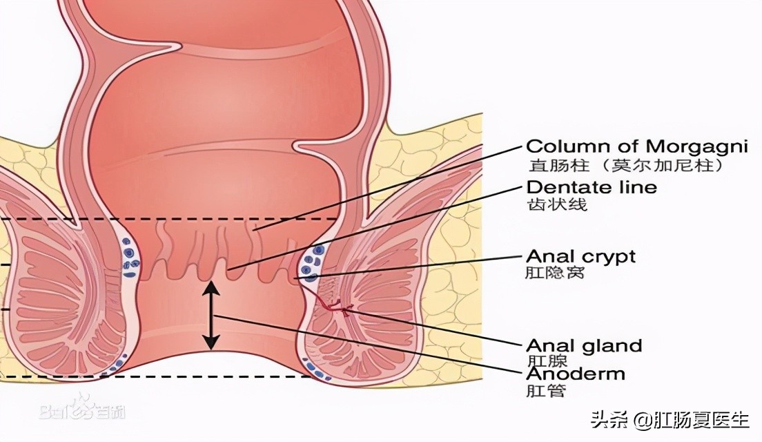 肛周脓肿到底是个什么东西,最轻微的肛周脓肿是什么表现