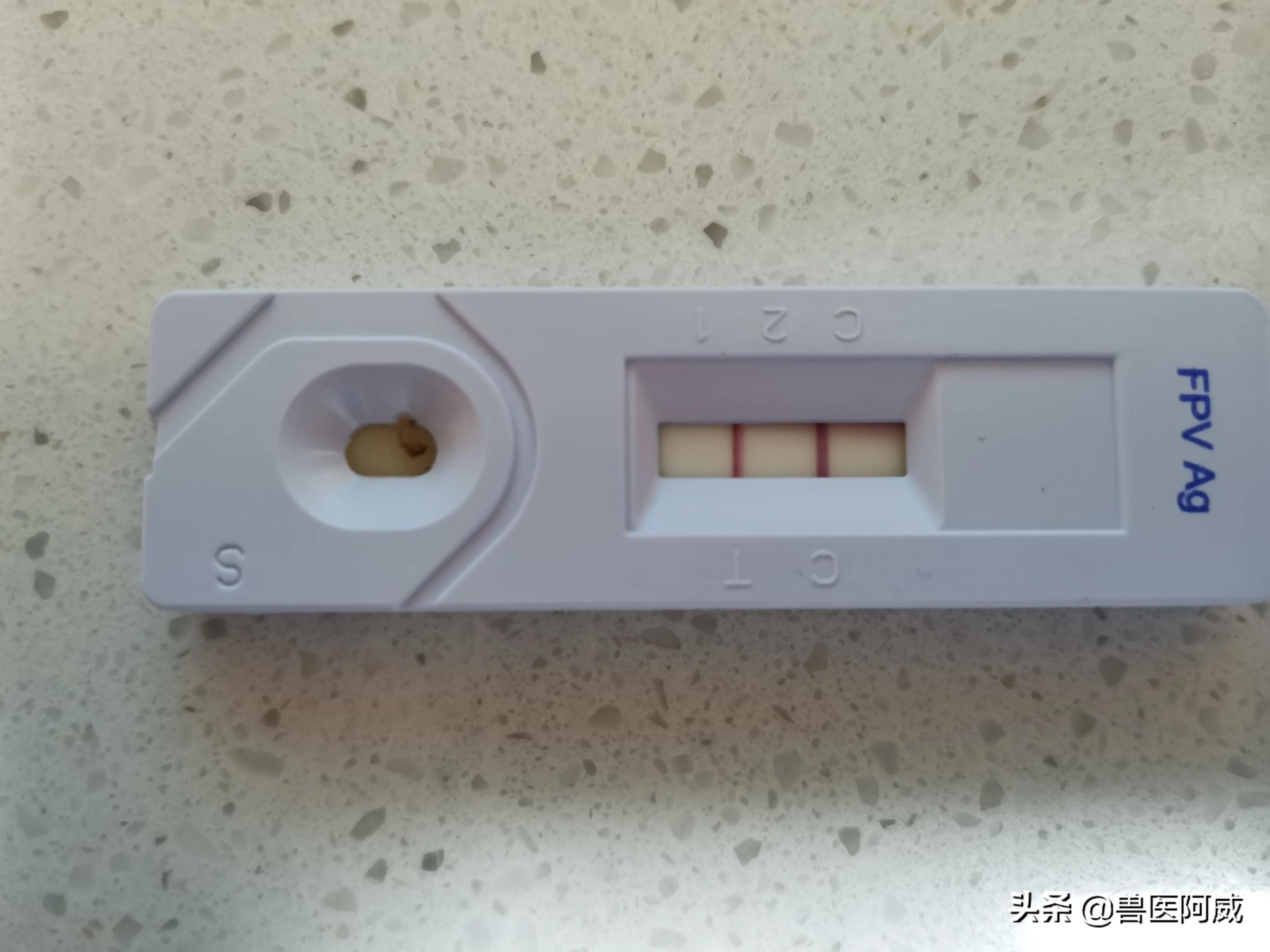 猫瘟和疱疹病毒交叉感染,猫瘟感染幼猫