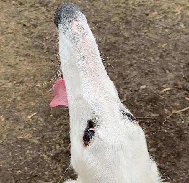 短腿柯基跟长腿柯基,鼻子很高的柯基
