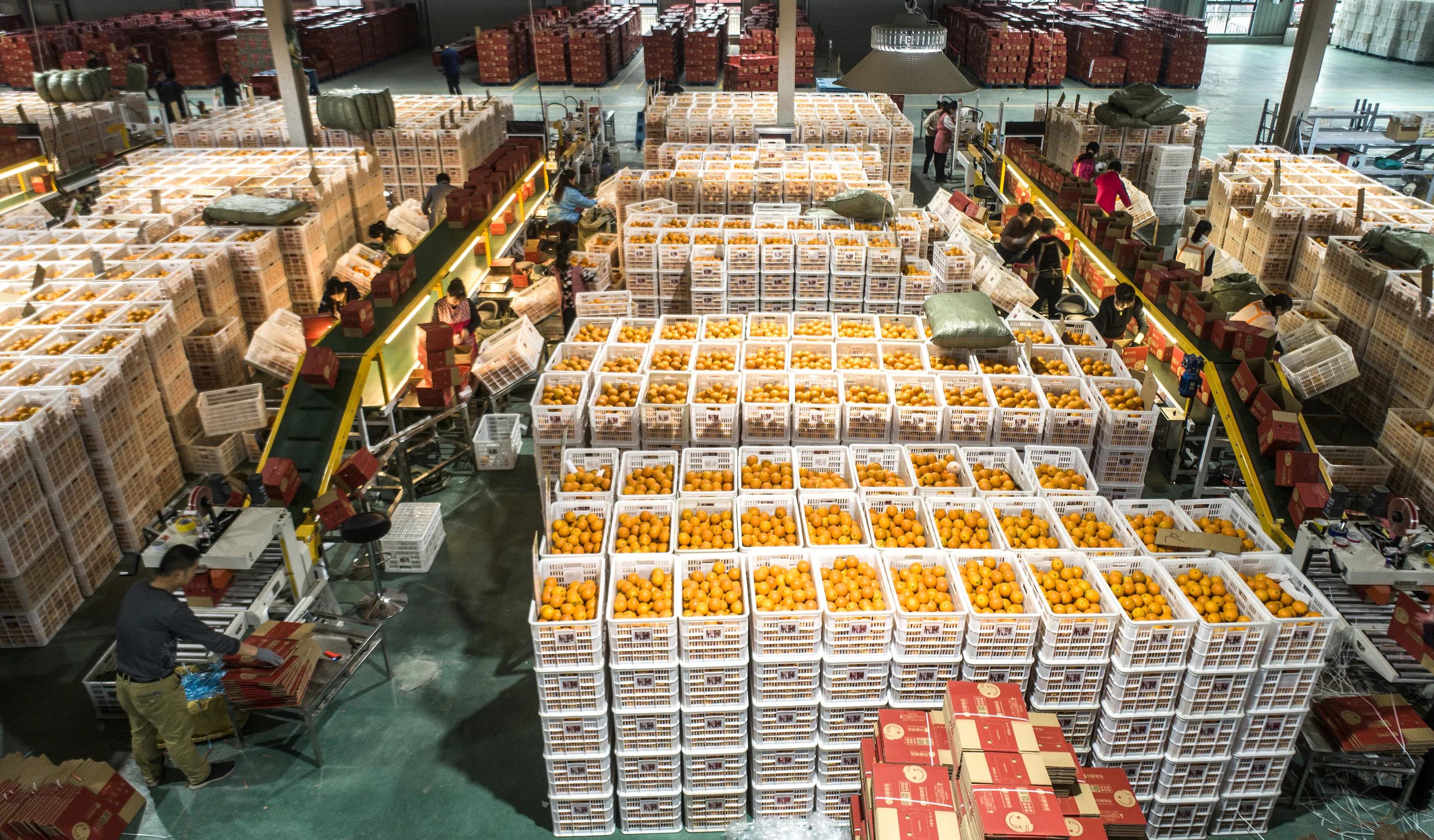 秭归县柑橘加工,秭归脐橙分选