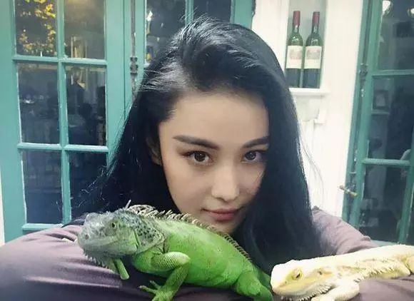 胡歌养的5只什么猫,胡歌的宠物猫