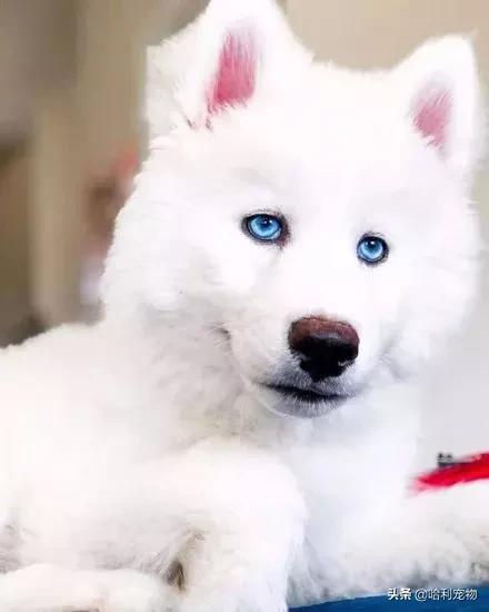 萨摩和哈士奇的孩子长大的样子,哈士奇和萨摩生的孩子