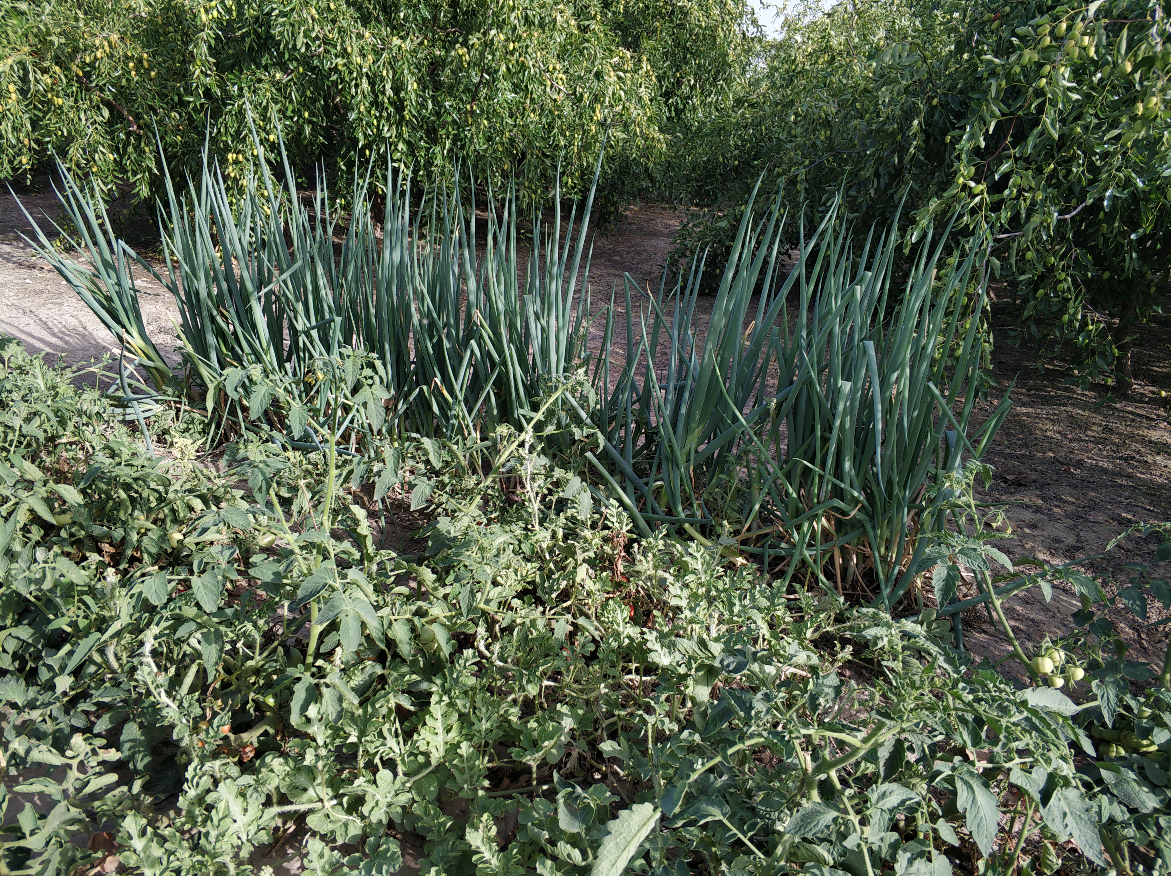 红枣树只开花不结果,红枣树开花不结果要打什么药