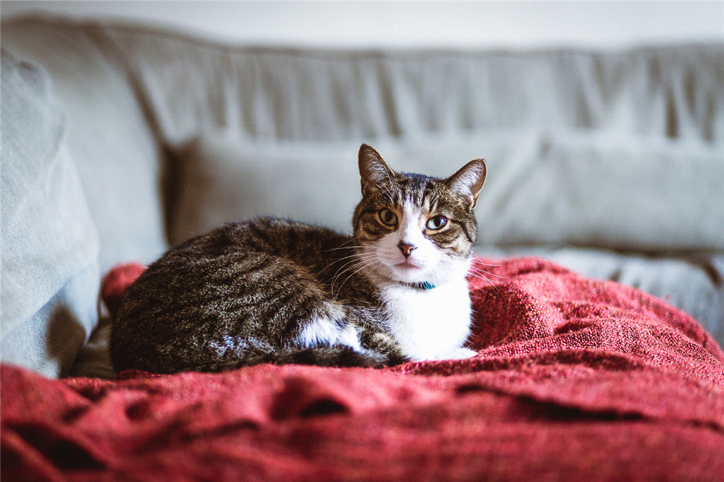 猫尿在沙发上怎么彻底去除猫尿味,猫咪尿在猫窝洗了之后还能用不