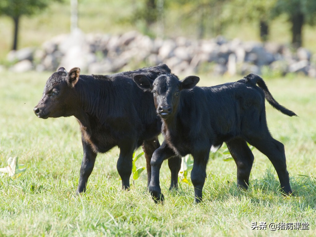 牛胸膜肺炎与支原体肺炎的区别,牛传染性胸膜肺炎中药治疗方法