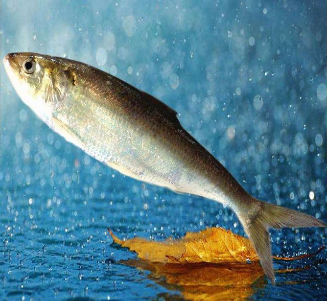 此味只应天上有，哪知全从长江来—长江三鲜