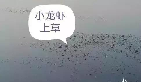 塘里死的龙虾,小龙虾进笼死与偷死的病因区别