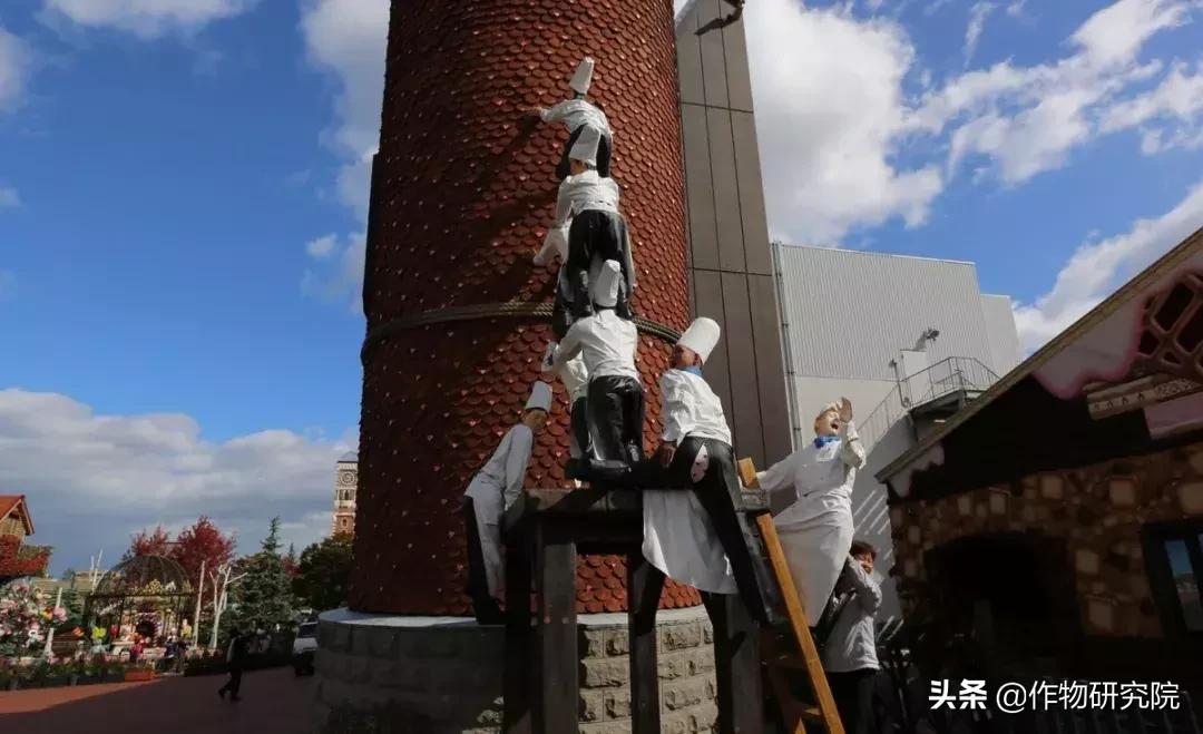 日式网红薄饼干,日本饼干伴手礼
