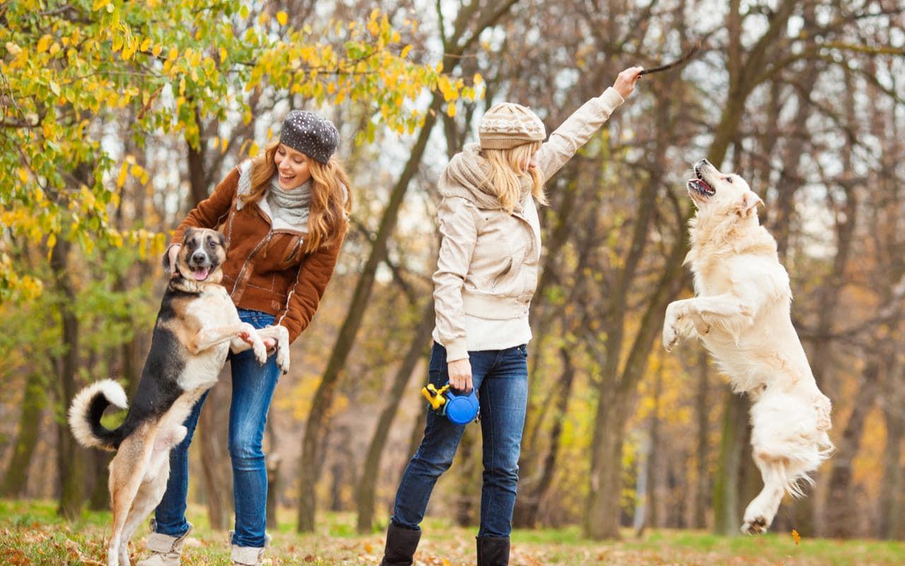 柬埔寨狗,柬埔寨狗场