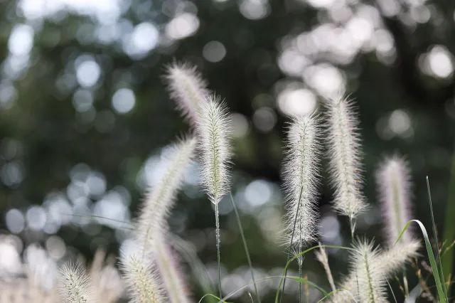 佳能rf100-500mm镜头拍鸟,佳能长焦相机100倍