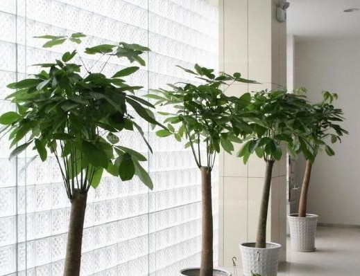 家里出现三个征兆必定福气自来,出现这4种风水征兆预示家有喜事