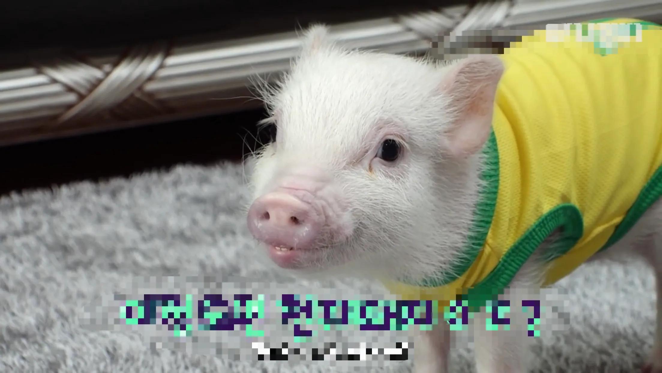 小猪的智商高达多少 (韩国最聪明的小猪)