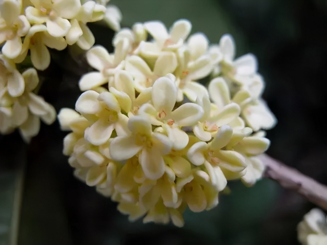 桂花发了好多新芽,桂花品种对比一览表