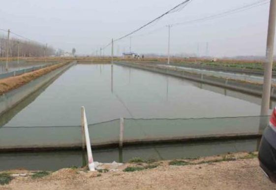 泥鳅养殖成本和利润是怎样的,泥鳅养殖多少钱利润高些