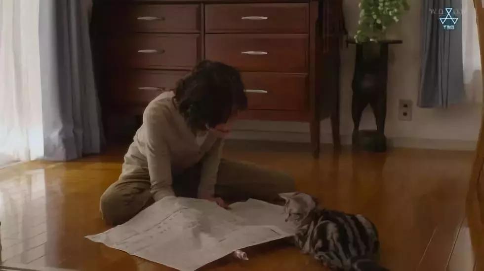 为什么说养猫对孩子有益,为什么有的人养猫养鸟容易养的好