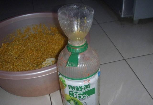 自制快速发窝的钓鱼酒米窝料,冬季自制酒米窝料诱鱼效果