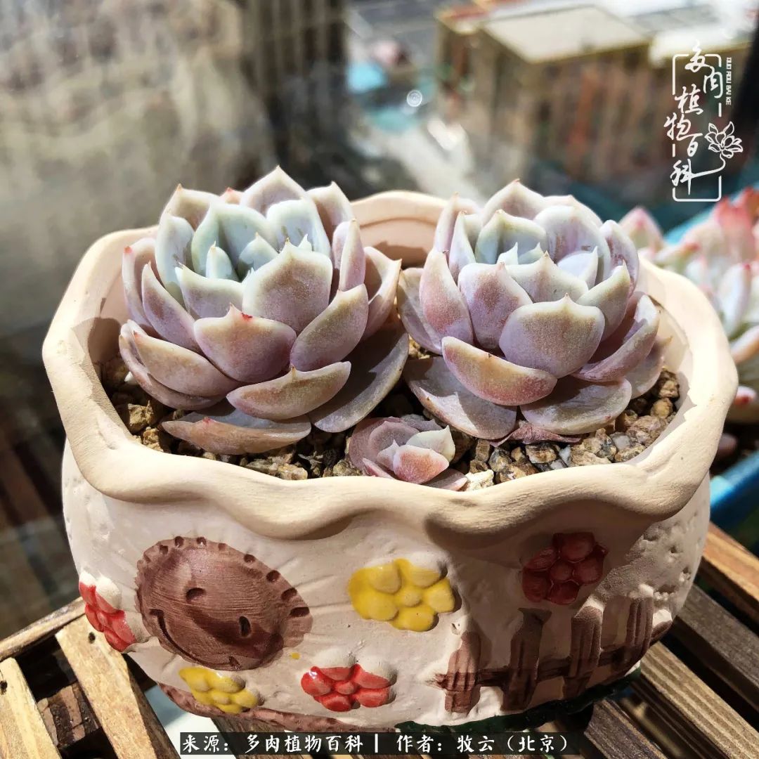 多肉植物一样的生机勃勃,多肉生活充满诗意