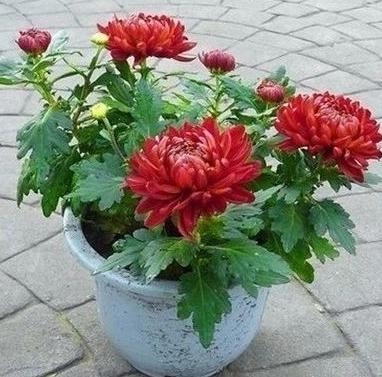 菊花茉莉徒长不开花,小菊花盆栽买回来没多久就蔫了