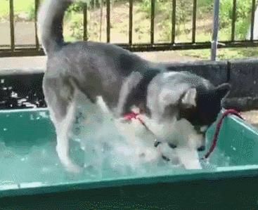 怎么才算纯种泰迪狗呢图片,纯种狗和非纯种狗的区别哪个好