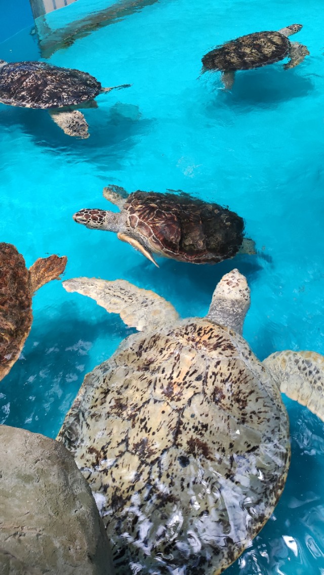 福州欧乐堡海洋世界家庭套票团购,福州欧乐堡海洋世界门票价格