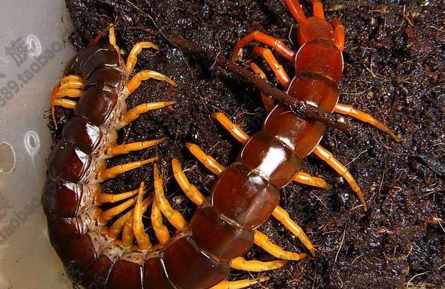 亚马逊森林陆地十大危险巨型动物,真实的亚马逊原始森林大型动物