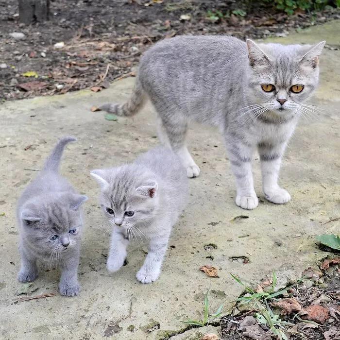 俄罗斯女子收养一只流浪橘猫,俄罗斯女孩收养猫