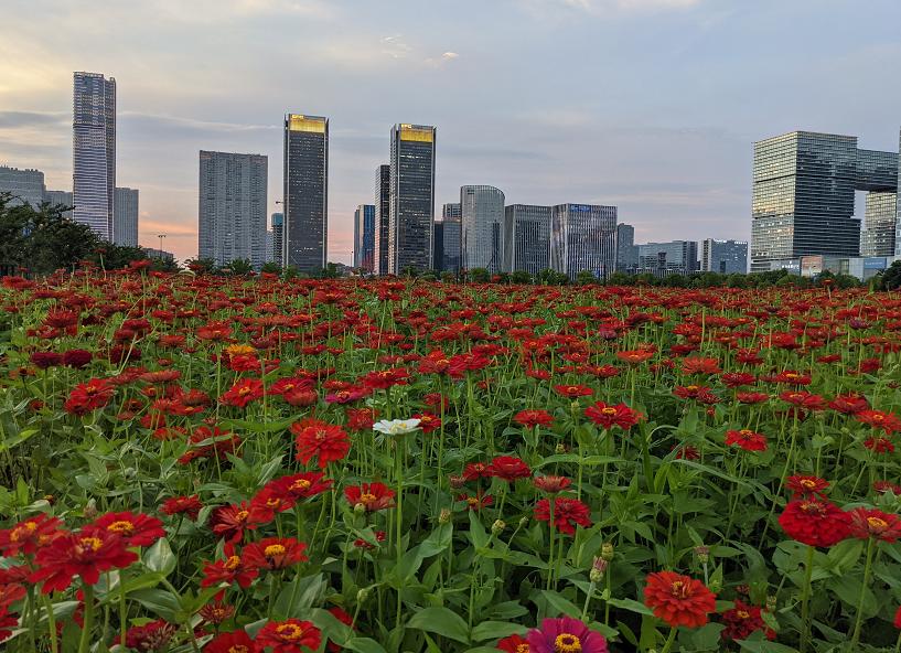 太美的花海,余杭千里花海
