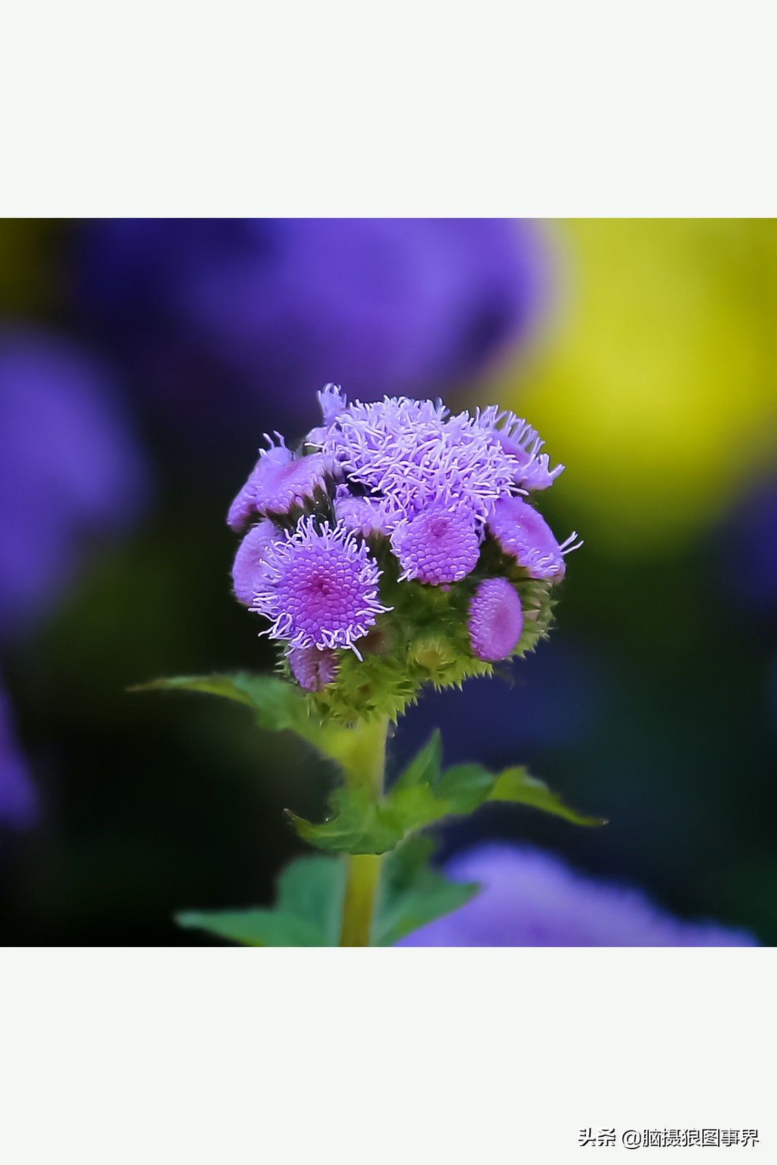 摄影虚化大光圈,佳能24-105镜头怎样拍出虚化效果