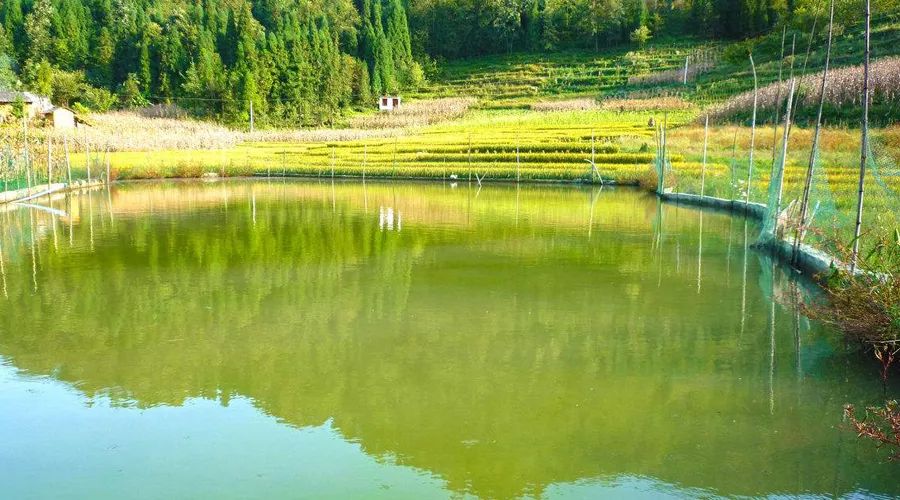 夏天如何养鱼才不会导致鱼死亡,夏季鱼池如何预防鱼生病