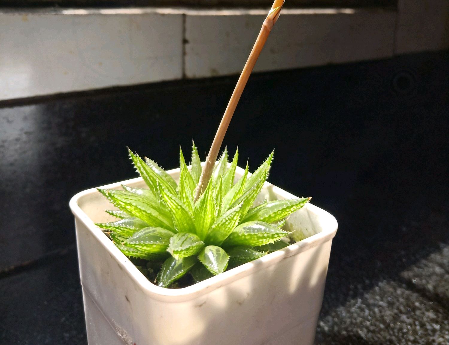 买回来的多肉越养越绿怎么回事,买回来的多肉几天就蔫了