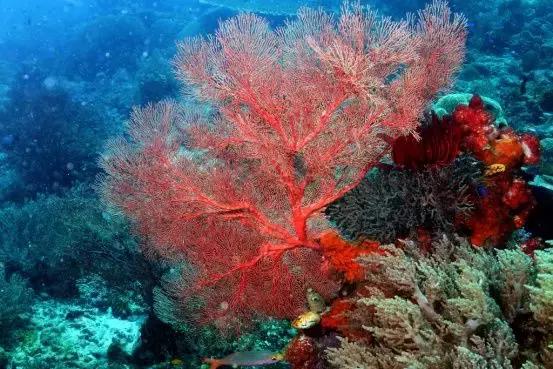 粉色珊瑚珠宝,珊瑚彩色珠宝