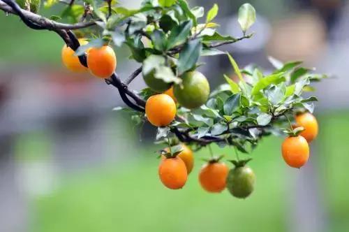十种常见的秋季观果植物,夏季观果植物怎么养护