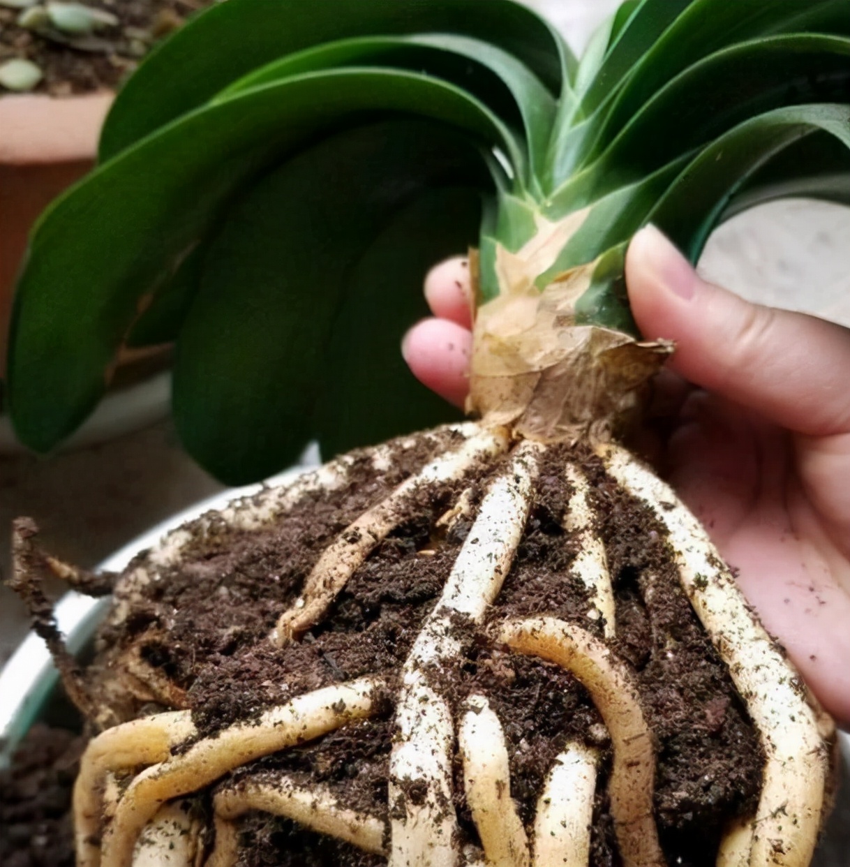 君子兰换盆要不要把老土全部换掉,老花匠给君子兰换盆的口诀