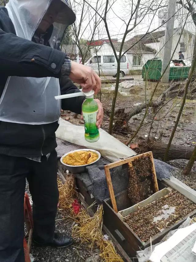 欧洲蜂幼虫腐臭病图片,欧洲幼虫病的治疗方法