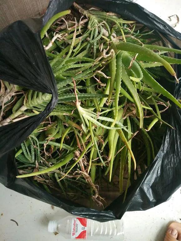 三种花插花技巧视频教程,三种花的教程